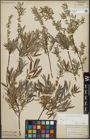 Foto von Salix repens subsp. rosmarinifolia (L.) Andersson